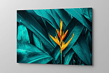 Obraz Strelícia 1958